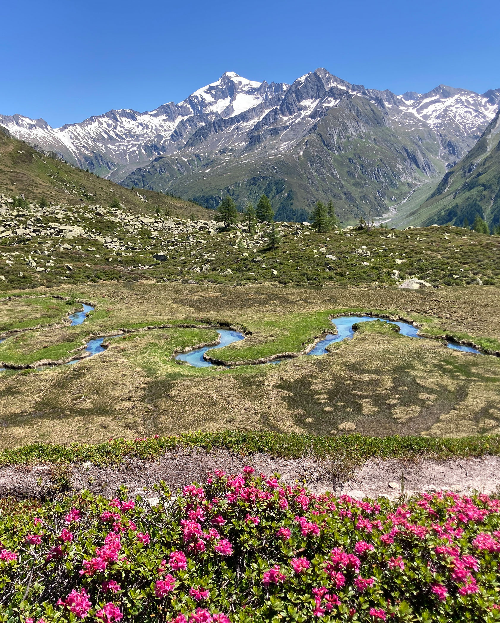 Narrow stream with flowers in the foreground and mountains in the background - Gisse Zwölf